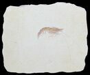 Detailed Fossil Shrimp (Antrimpos) - Solnhofen #50820-1